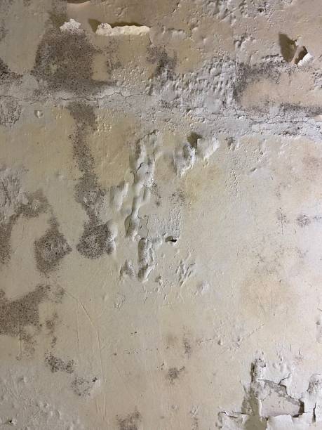Best Bathroom Mold Remediation in Walcott, IA