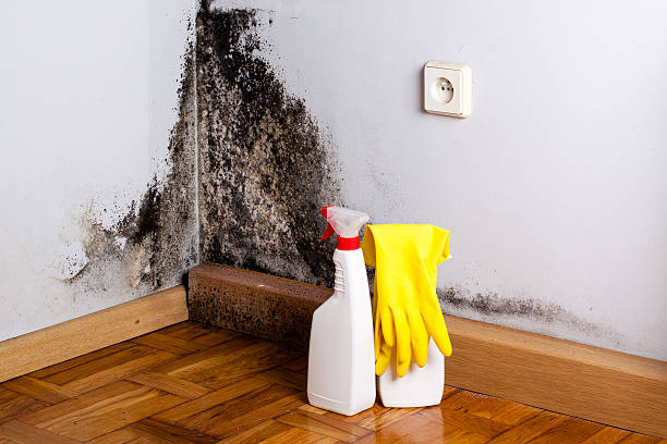 Best Mold Testing and Inspection Services in Walcott, IA