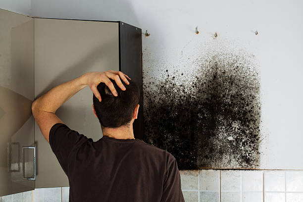 Best Emergency Mold Remediation in Walcott, IA